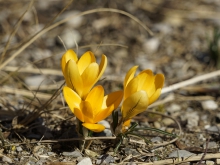 Gelbes Krokus-Trio