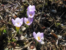 Gruppe kleiner Krokusse