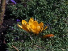 Kleine gelbe Krokusgruppe 