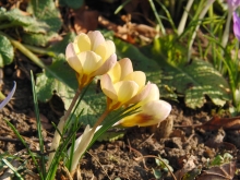 Kleiner Krokus trio