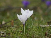 Krokus-Duo im grünen