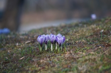 Krokusgruppe im Park