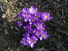 Krokusgruppe lila 3