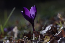 Krokusleuchetn am Frühlingsabend