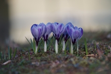 Krokusse-Fünfergruppe