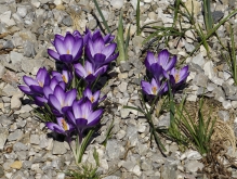 Krokusse im Kiesbeet