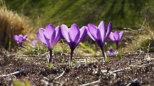 Krokusse in der Frühlingssonne