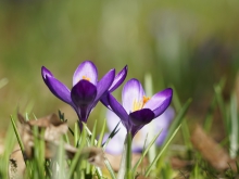 Lila Krokus-Duo im grünen