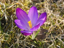 Krokusse