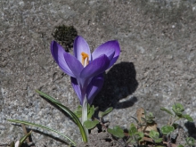 Lila Krokus am Stein