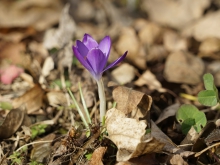 Lila Krokus im Laub