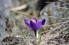 Schöner Frühlingsbote in lila