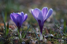 Schönes Krokus duo