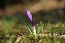 Warten auf Frühlingssonne