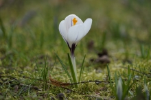 Weißer Krokus im grünen