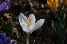 Weißer Krokus mit Besucher