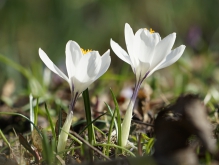 Weißes Krokus duo