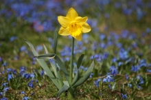 Narzisse gelb in Blausternwiese