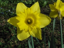 Narzissenblüte gelb 6