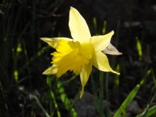 Narzissenblüte gelb mit Gegenlicht