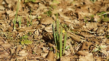 Narzissenspitzen im Januar