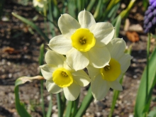 Osterglocken weiss-gelb 2