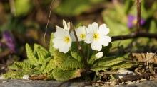 Frühlingsgrüße in weiß