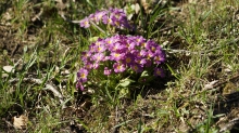 Primelgruppe in der Wiese