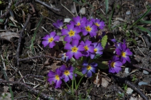 Primeln im Frühling