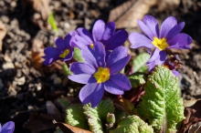 Primelnblüte im Februar