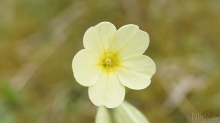 Blick in die Schlüsselblume