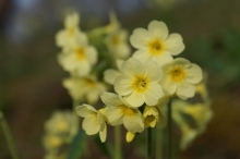 Gelbe Schlüsselblume