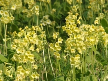 Gelbe Schlüsselblumen