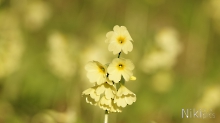 Schlüsselblumen