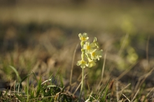 Schlüsselblumen