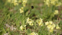 Schlüßelblumen und Hummel