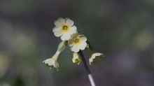 Schlüsselblumenblüten