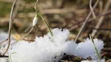 Schneeglöckchen drängeln raus