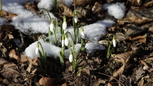 Aus dem Schnee erwacht