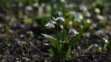 Die Schneeklöckchen leuchten