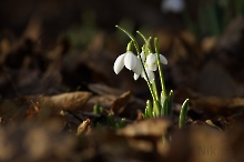 Erste Schneeglöckchen 2023