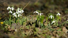 Frühlingsboten leuten