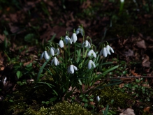 Frühlingsleuten (Schneeglöckchen)