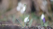 Galanthus