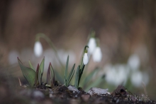 Galanthus nivalis