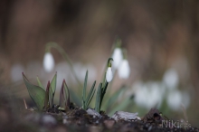 Galanthus nivalis