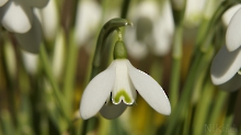 Glöckchen vom Vorfrühling