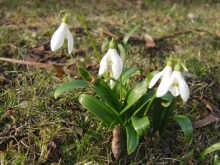 Kleine Schneeglöchen-Gruppe 3