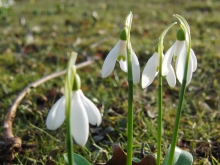 Kleine Schneeglöchen-Gruppe 5