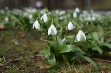 Kleine Schneeglöckchen im Vorfühling